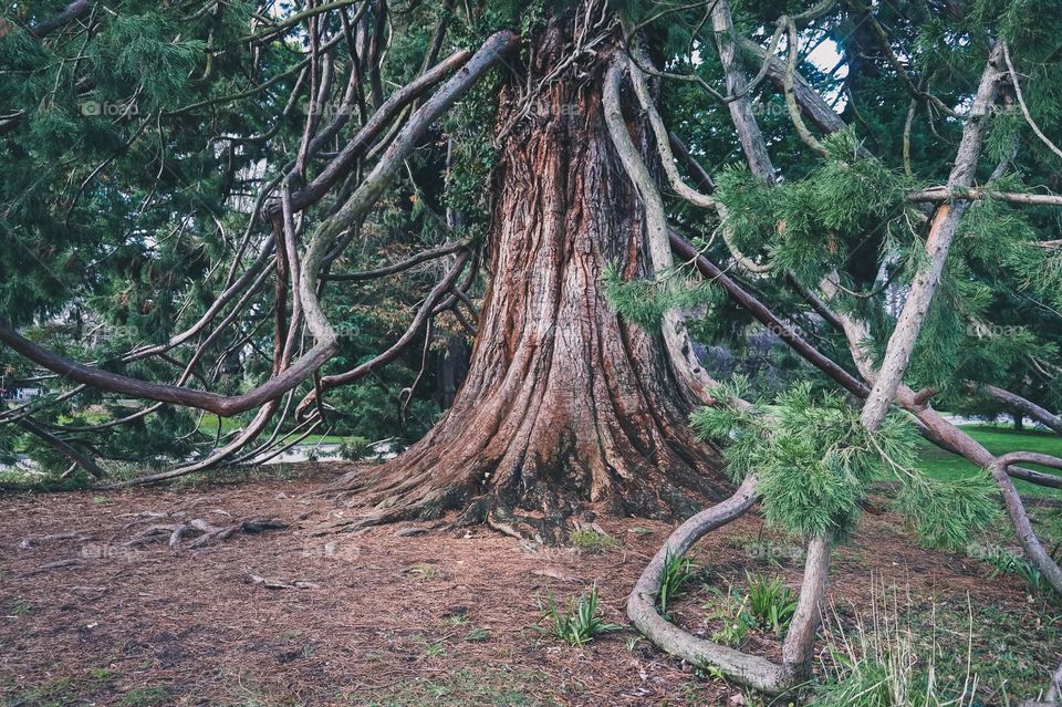 Base of a giant redwood tree at Christchurch Botanic Gardens, New Zealand 