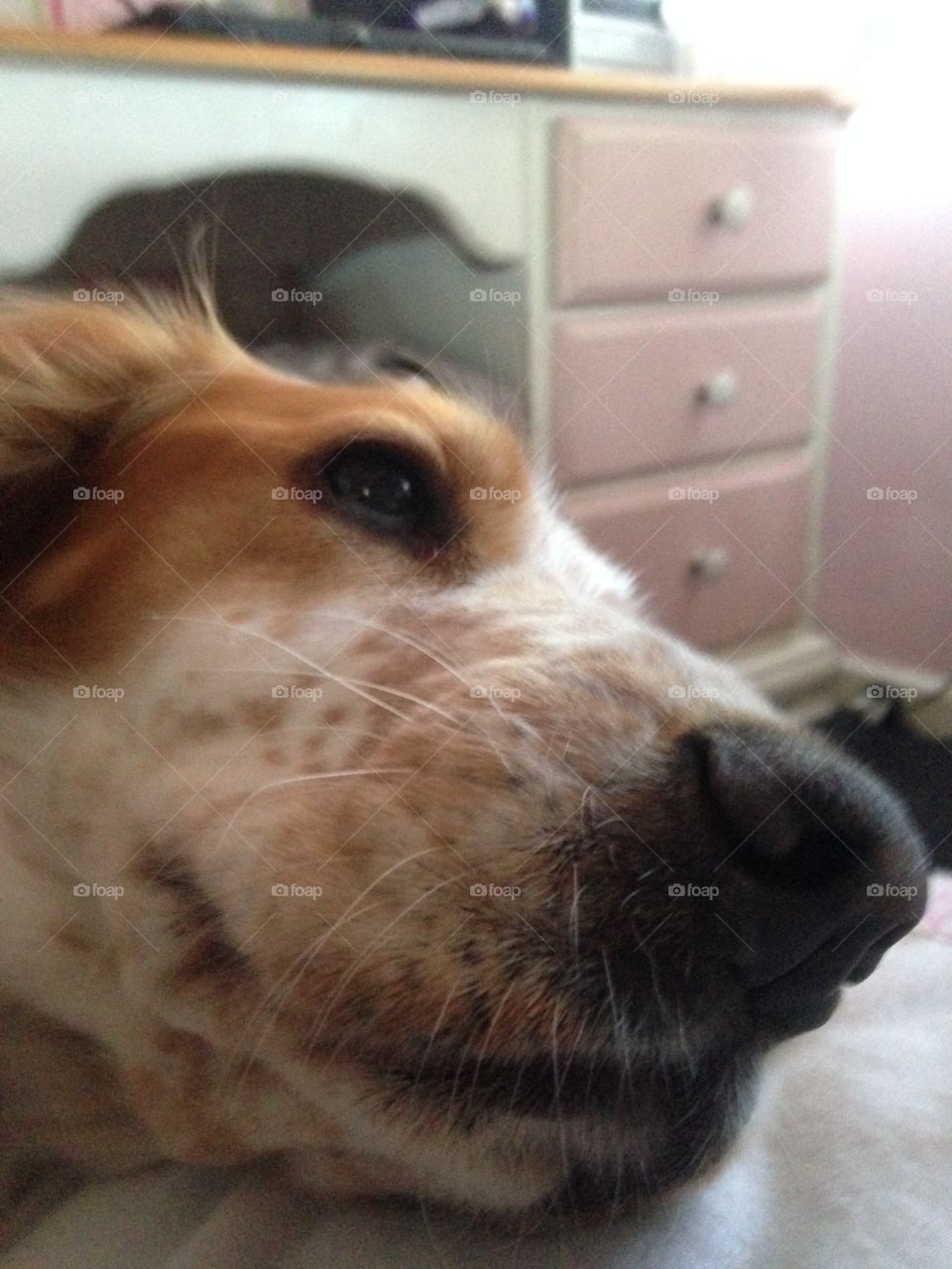 Morning cuddles in bed❤️🐶🐕