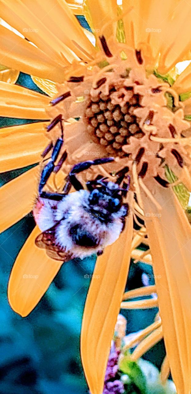 Bee collecting pollen from a yellow flower  in the summer.   A bumblebee is any of over 250 species in the genus Bombus, part of Apidae, one of the bee families. This genus is the only extant group in the tribe Bombini.