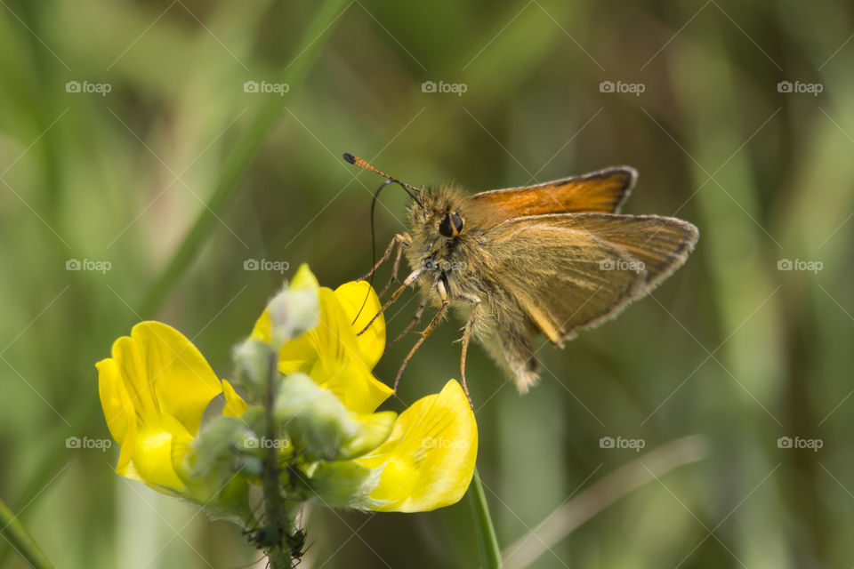 Little orange butterfly on yellow flower 