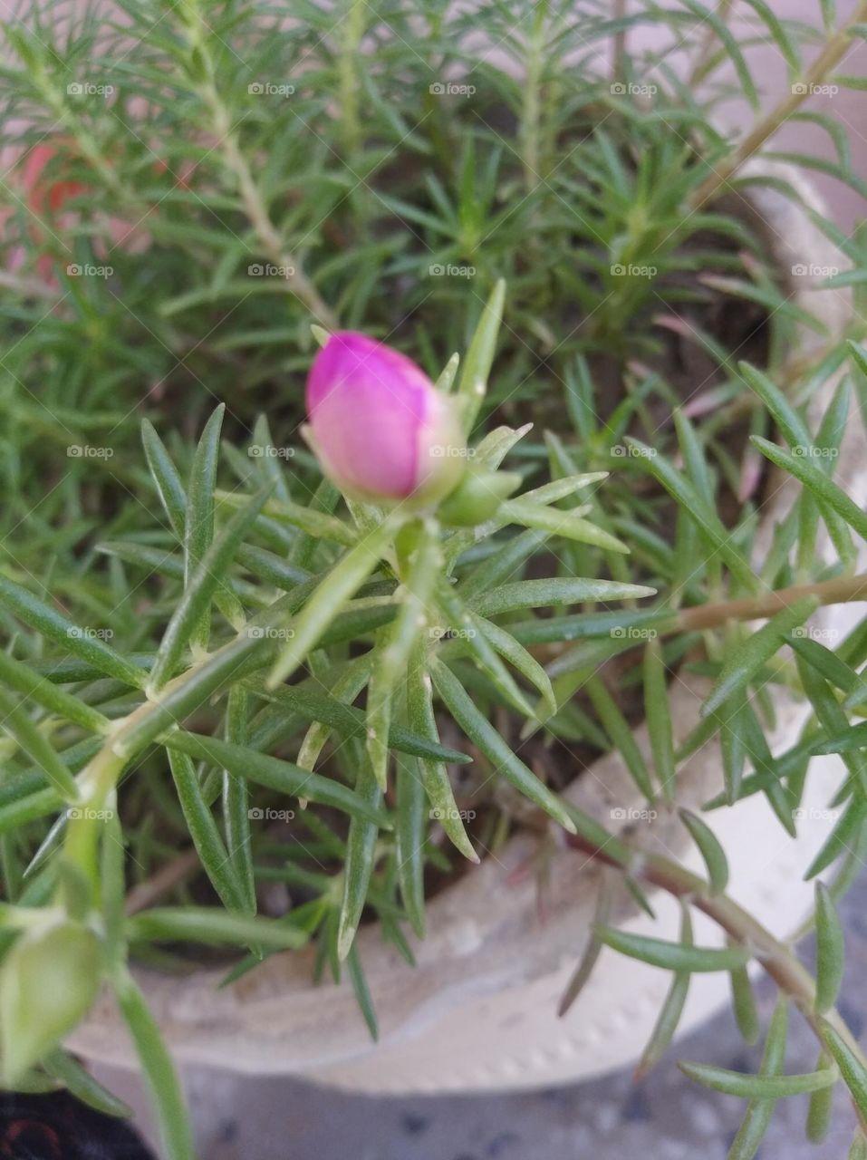 pink flower bud shurb small in size fresh seasonal looking very beautiful generally found everywhere