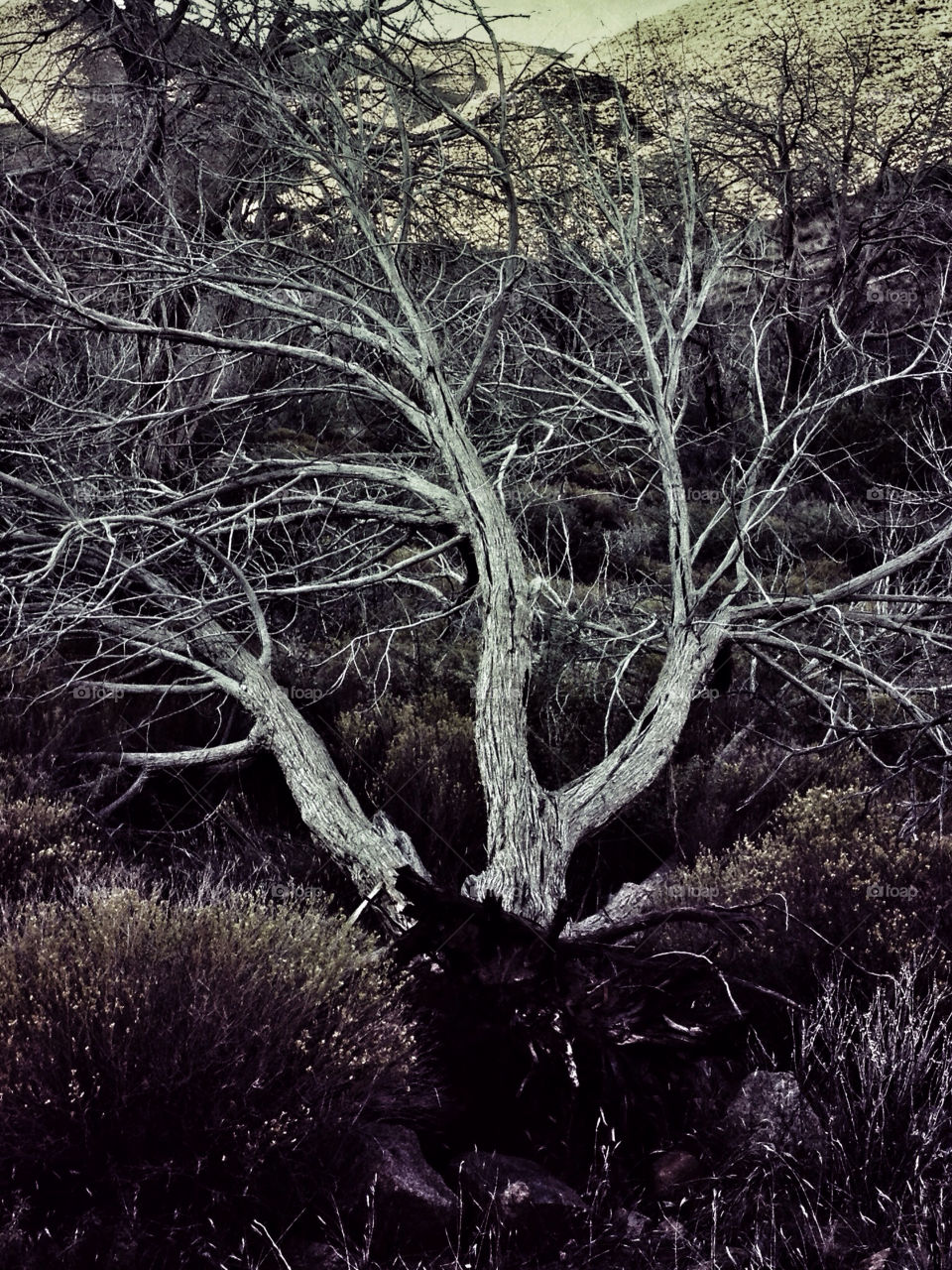 arizona tree scary by mjf101471