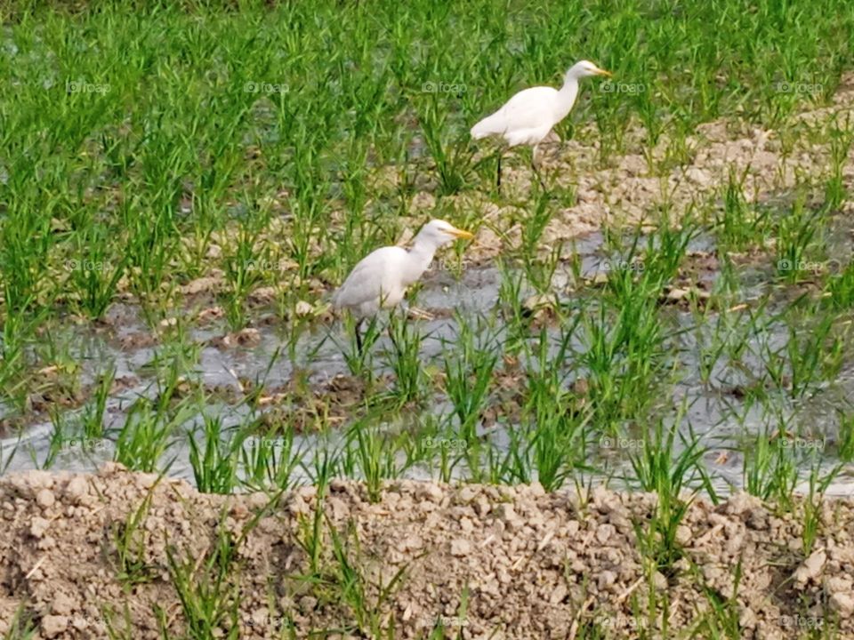 white bird photography bagul बगुला