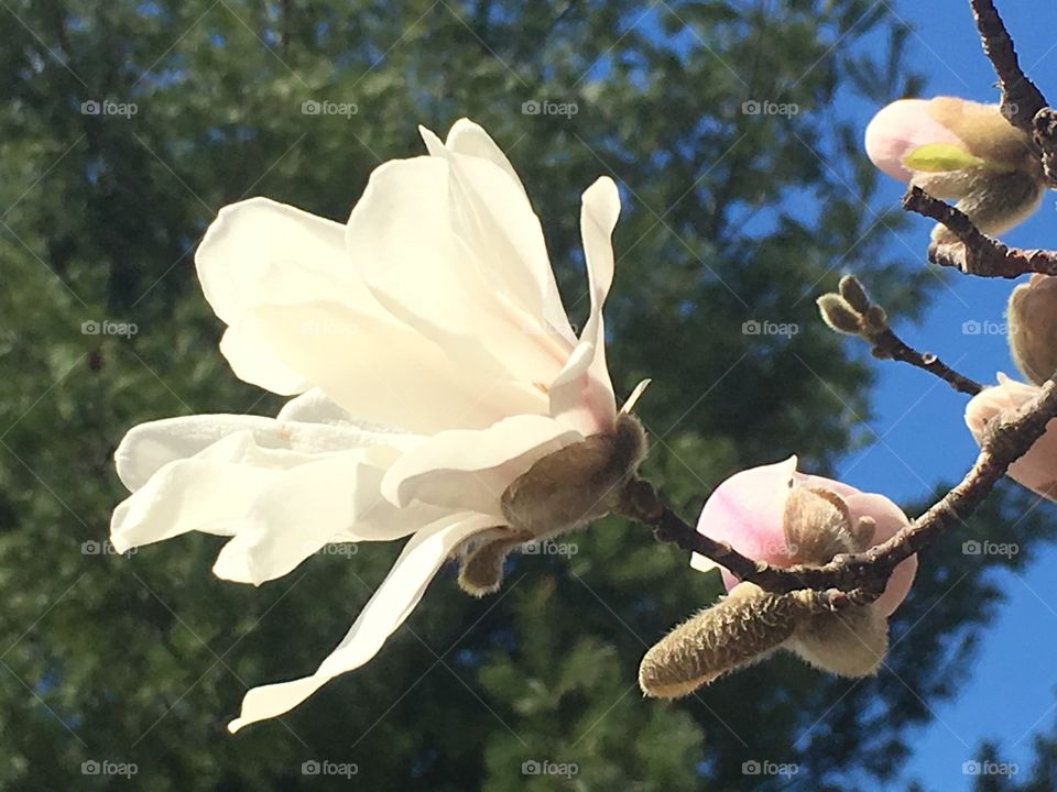 Star Magnolias in April