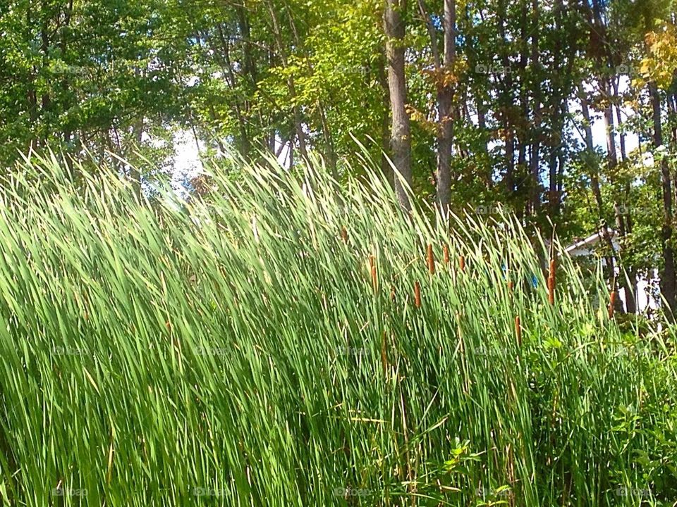 Cat tail plant foliage