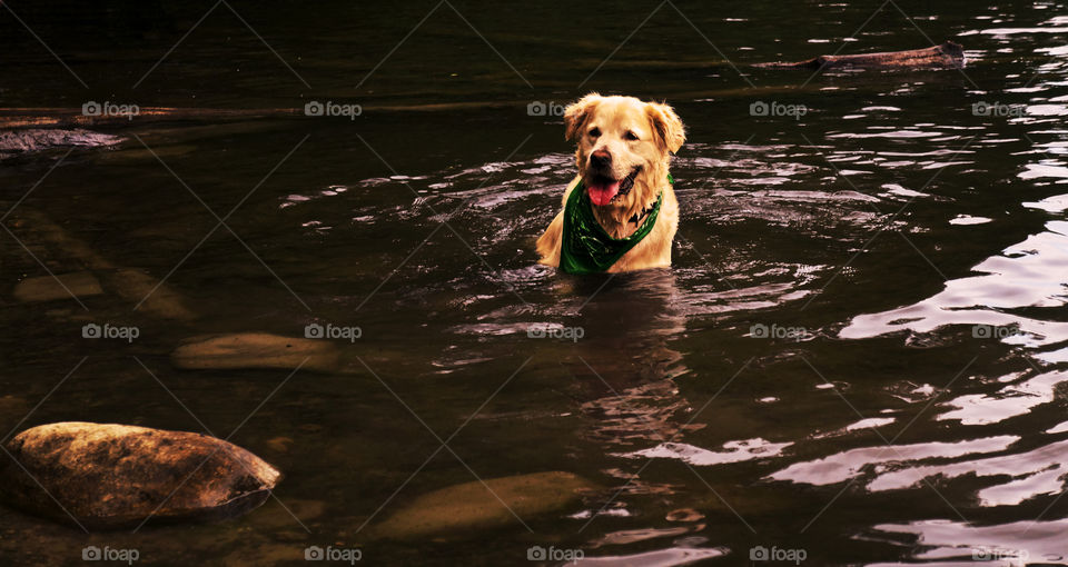 A golden retriever takes a swim in a local lake near by in summer