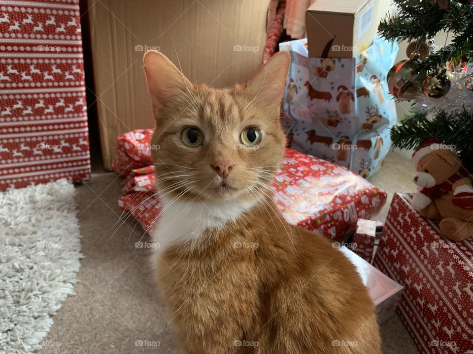 My cat Pumpkin on Christmas Day 
