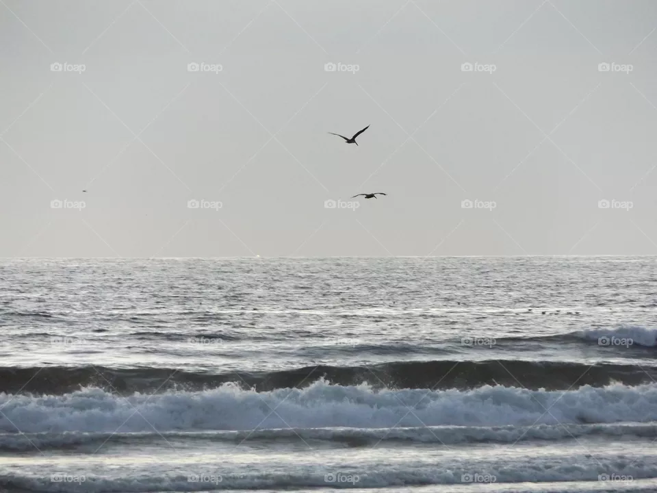Ocean 