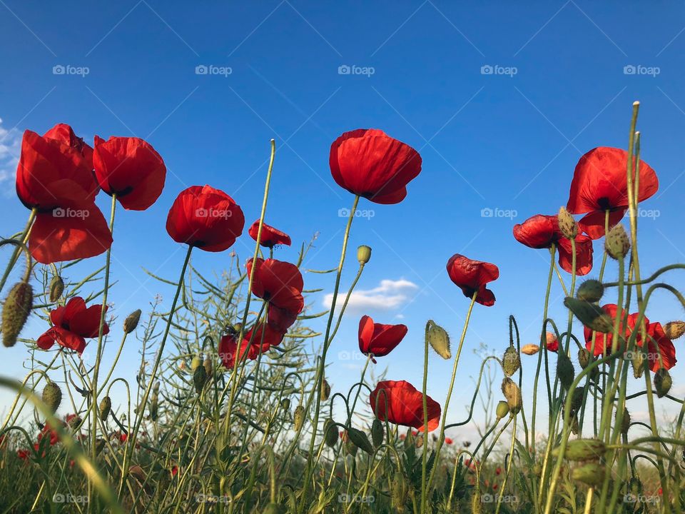 Field of poppies on a day with clear blue sky