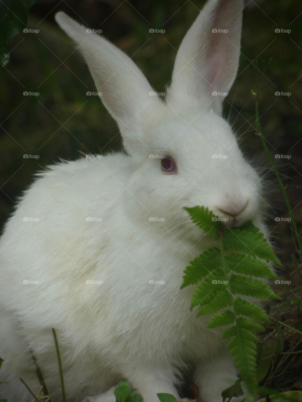 Conejo 