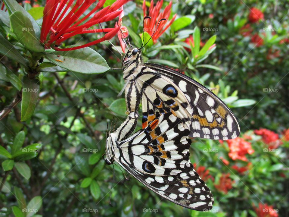 butterfly together