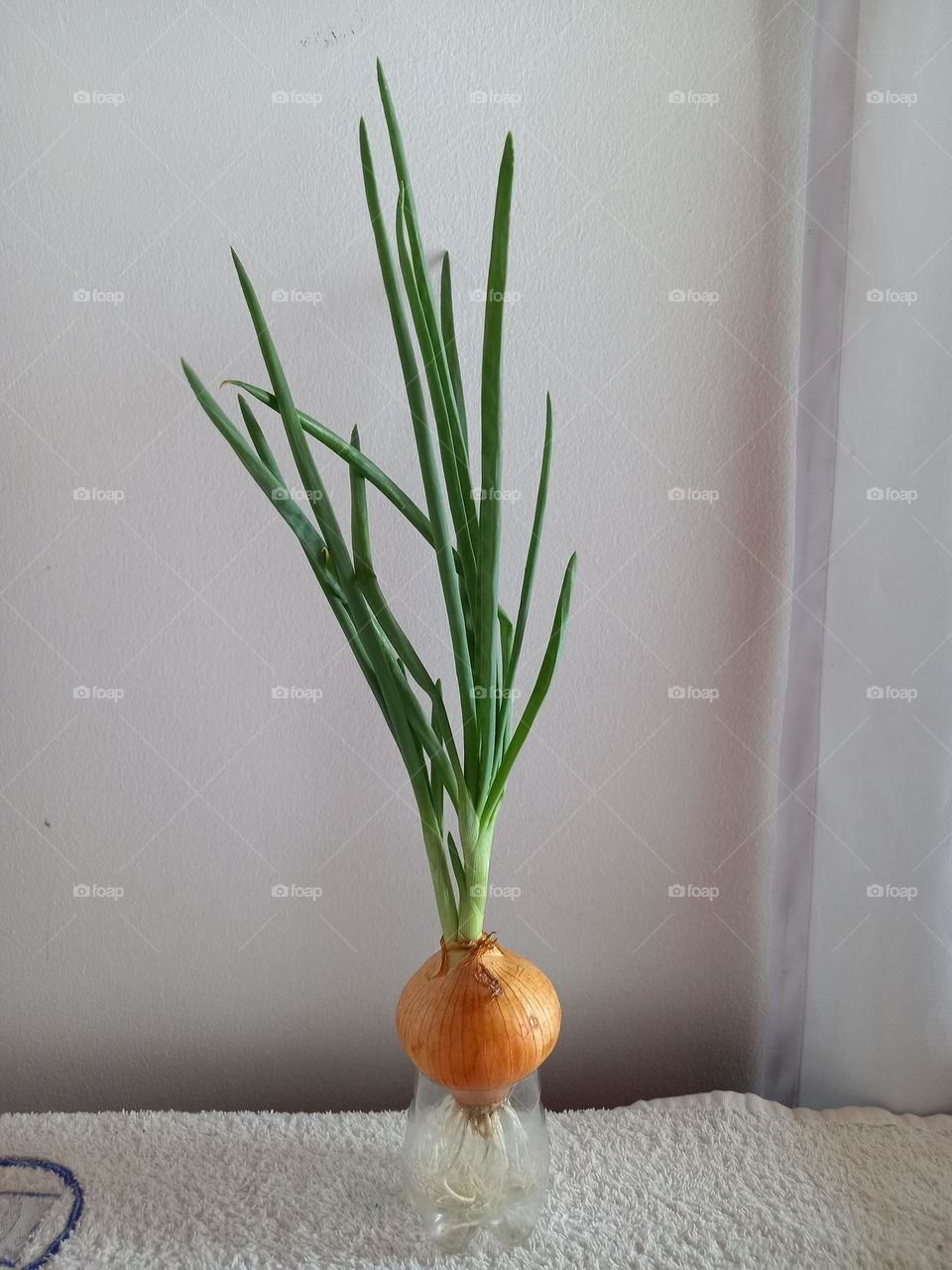 onion plant