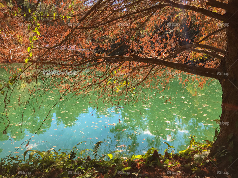 autumn in Brazil