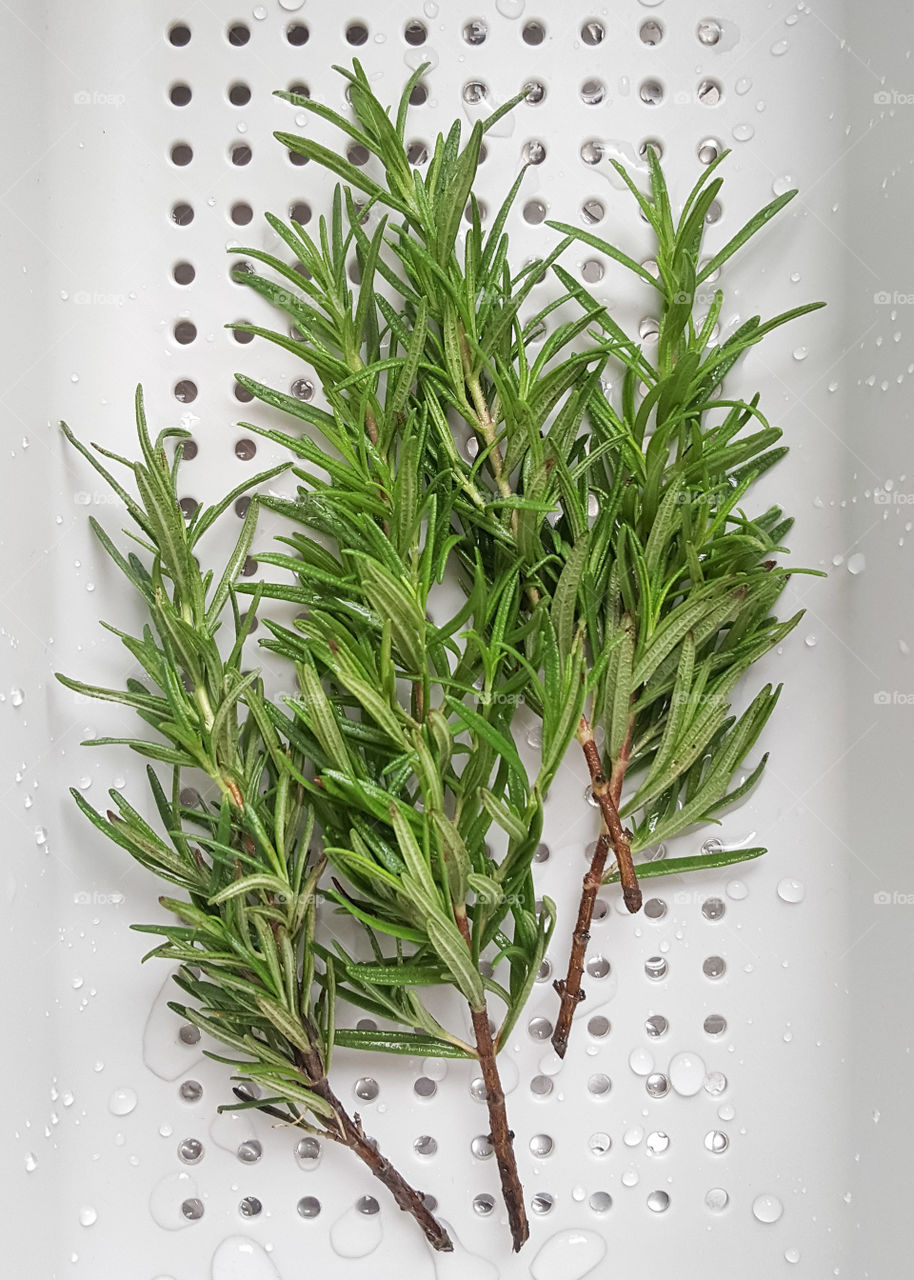 Wet Fresh rosemary leaves in the gray plastic vegetable washing basket - top view