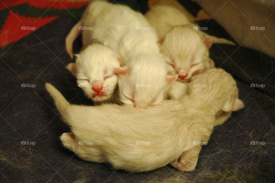 New born Persian-Himalayan kittens.