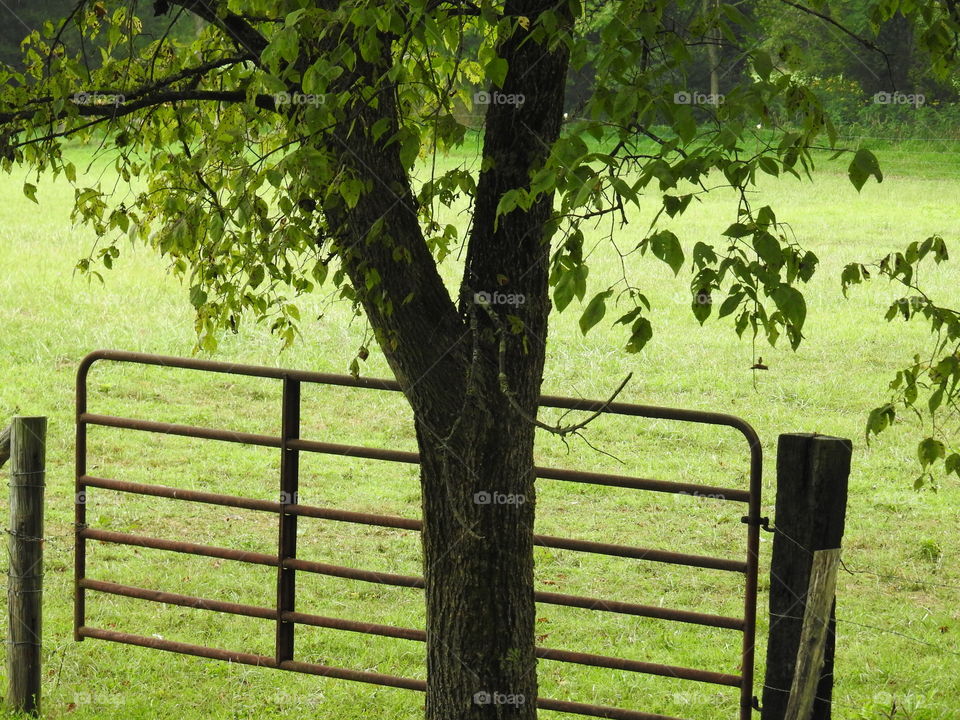 Wood, Tree, No Person, Leaf, Nature