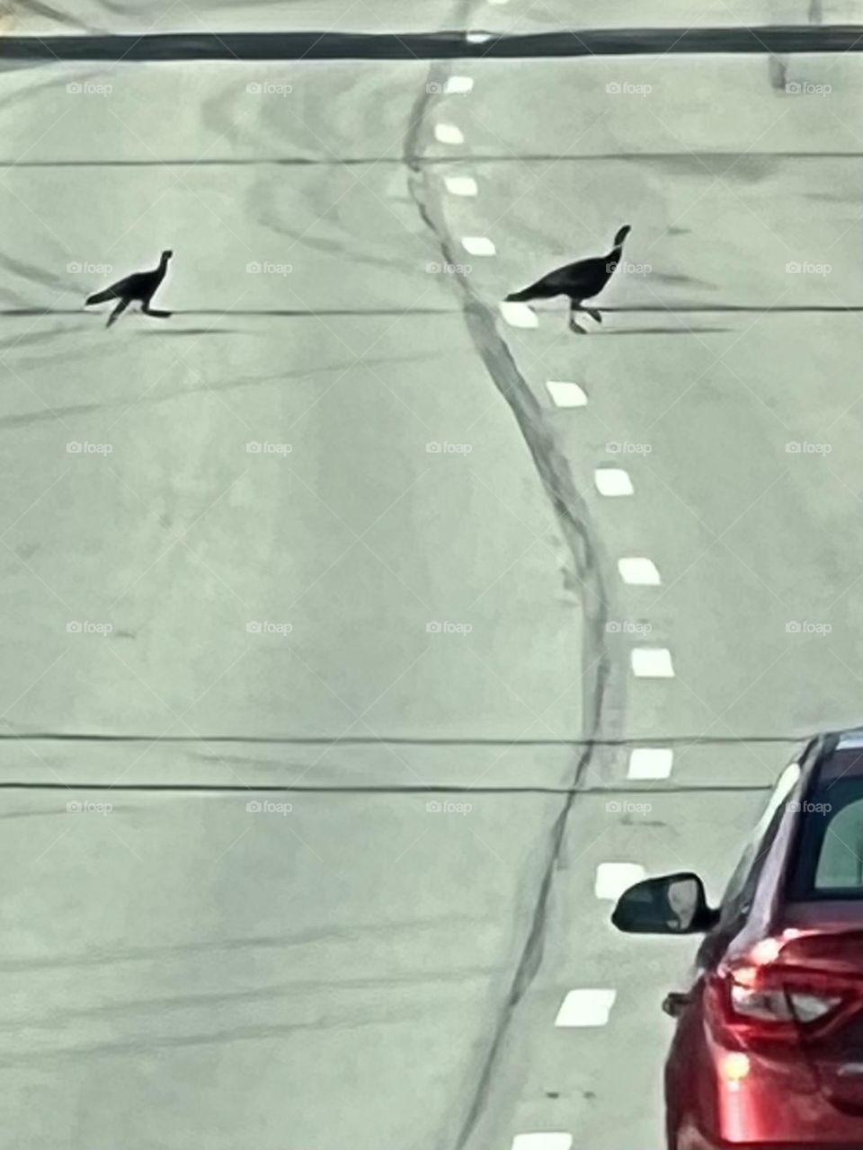 Turkey crossing 
