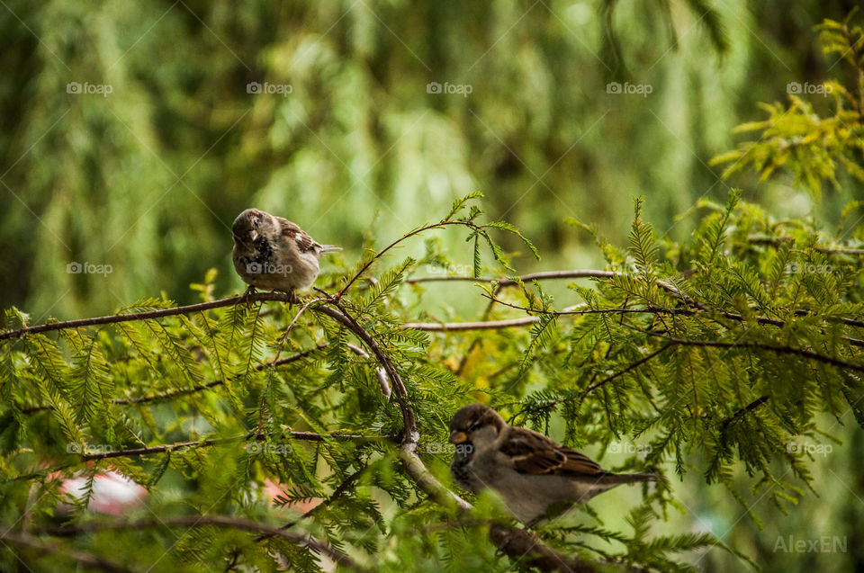 Sparrows on s branch