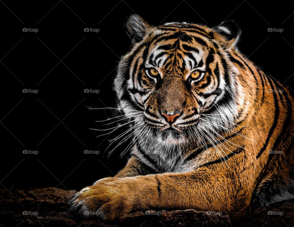 a beleza do tigre 🐯 lindo e um animal lindo mas perigoso
