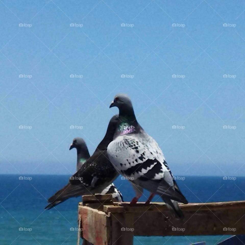 Beautiful bird on a roof.