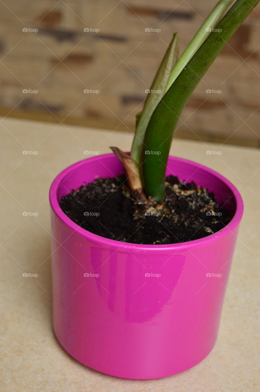 Potted plant in pink pot