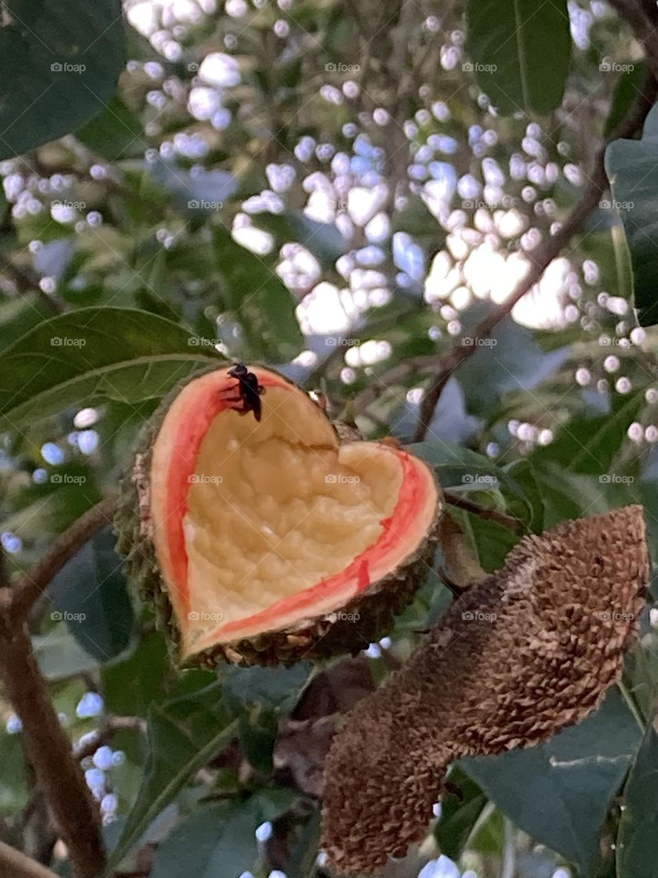 Casca de semente em forma de coração presa a um galho, aberta, de cor bege com contorno vermelho. Ao redor galhos com folhas verdes. Abelhinha na casca.