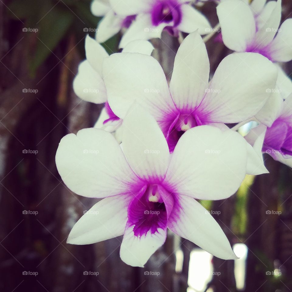 Orchids