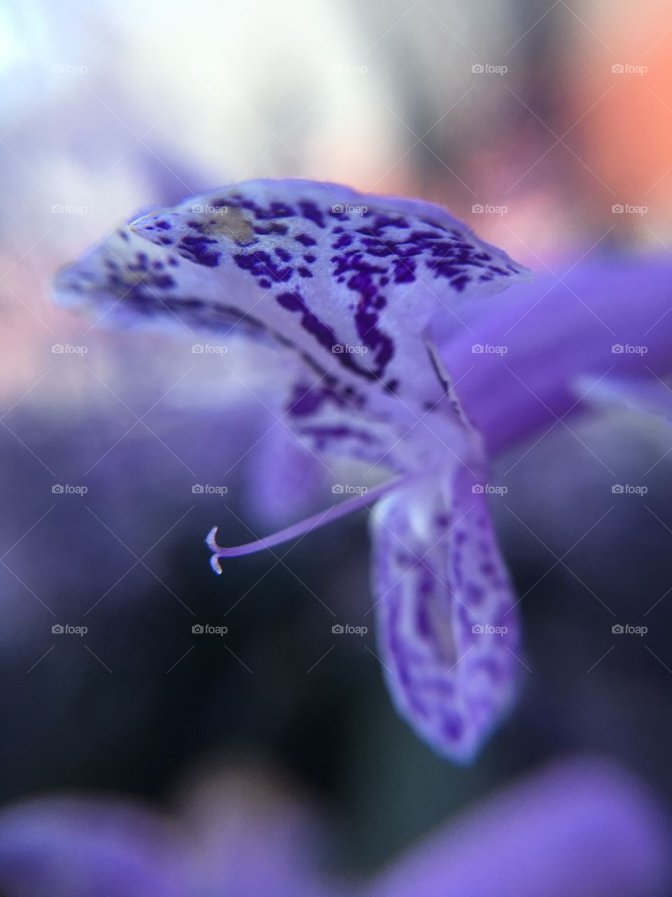 Purple and white flower closeup 