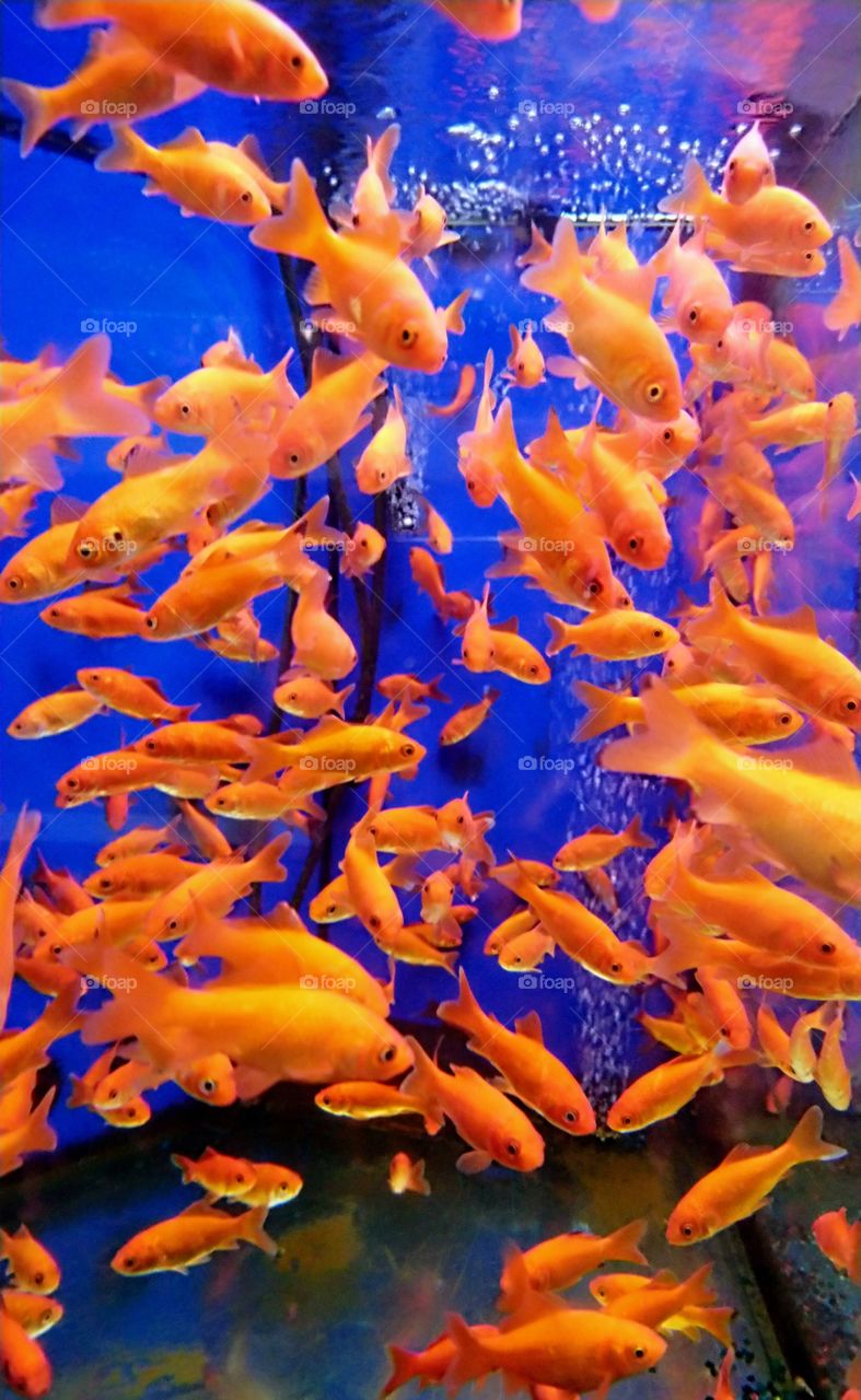 orange fish on a blue background