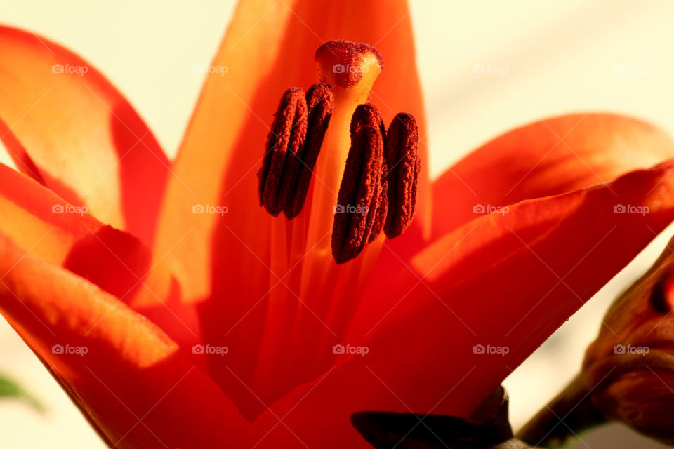 Vibrant orange tulip