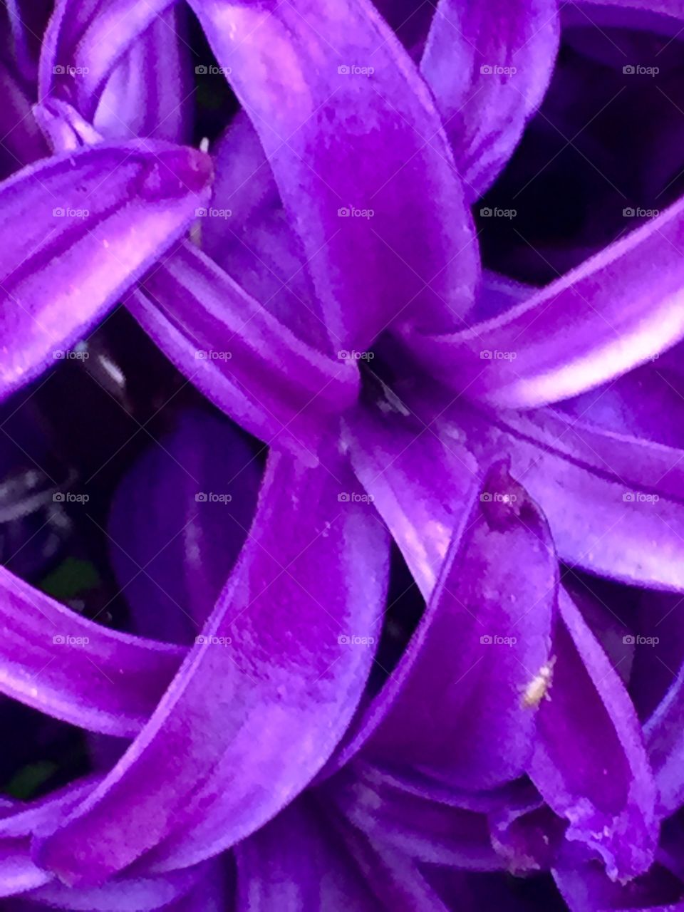 Purple hyacinth 