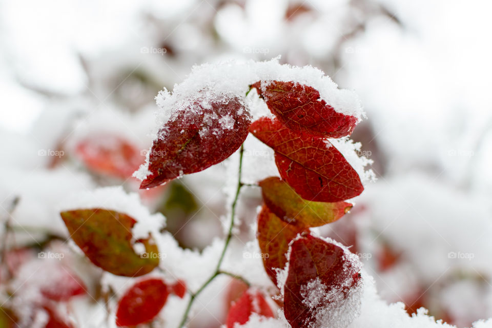 Snowy shrub 
