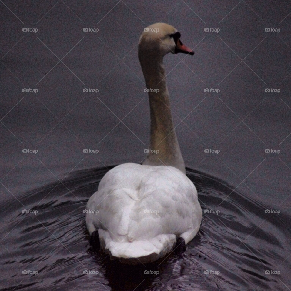 water swan swim canal by fabiov1.0