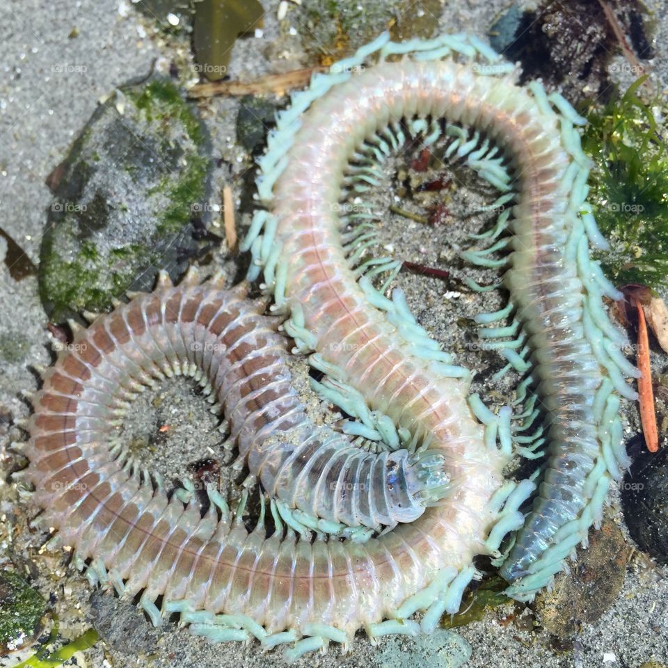 Sea worm