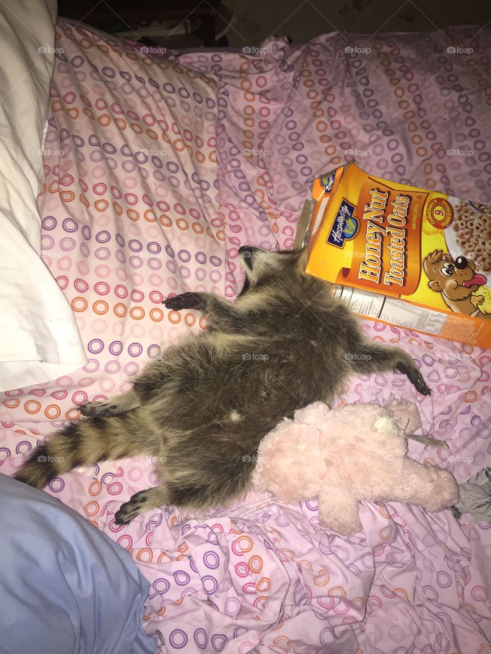 Cheerios and stuffed Rabbits that's the life of a Raccoon 