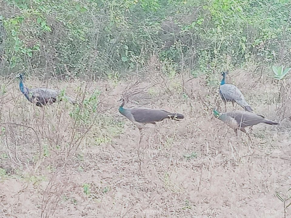 ravarma VanguvO / Peacock's Searching for food