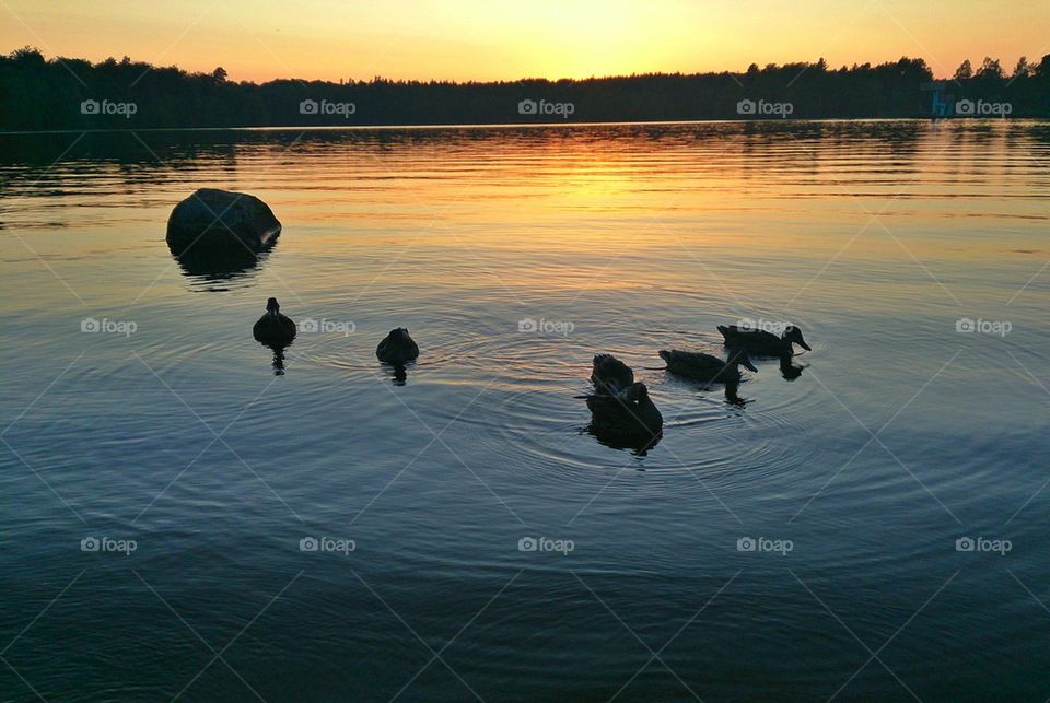 Sunset ducks 
