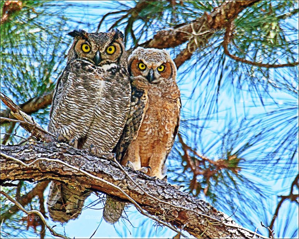 Great horned owls. Great horned owl and owlet