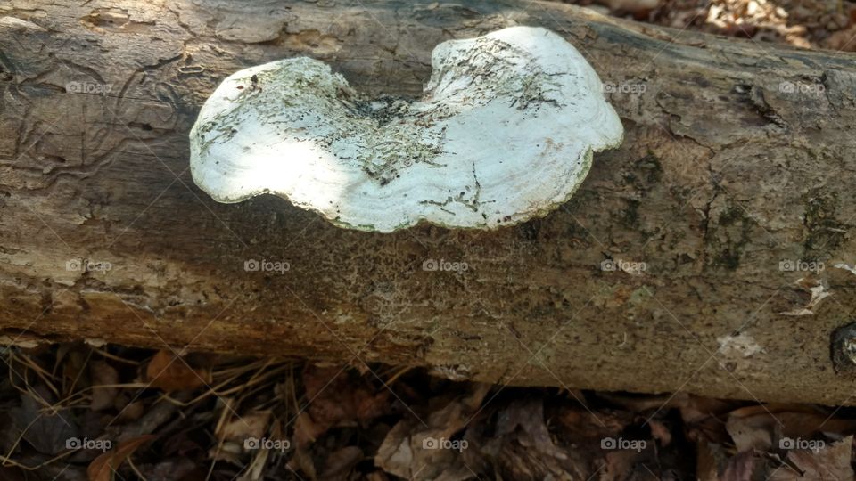 Wood, Fungus, No Person, Nature, Tree