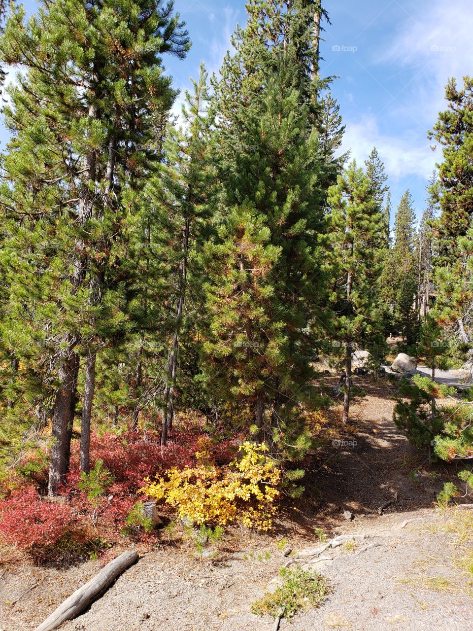 Brilliant fall colors of a landscape on the shores of Elk Lake in Oregon’s Cascade Mountains