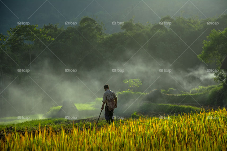Farmer in the rice field