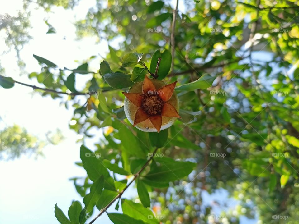 Pomegranate fruit