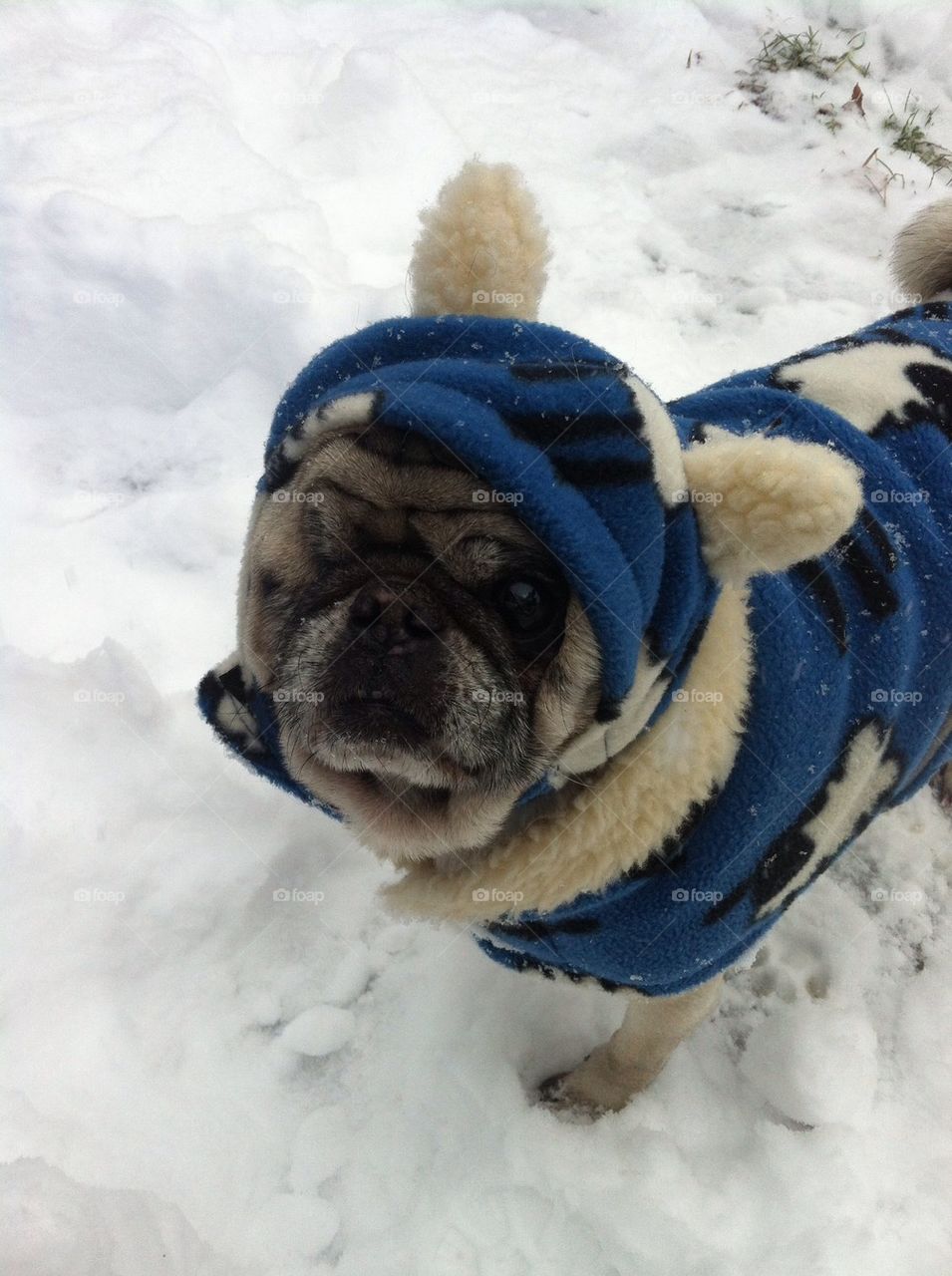 Snow pug