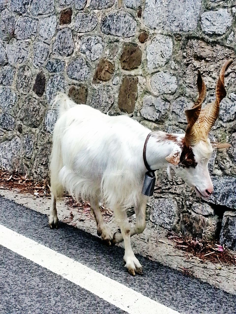 goat on street