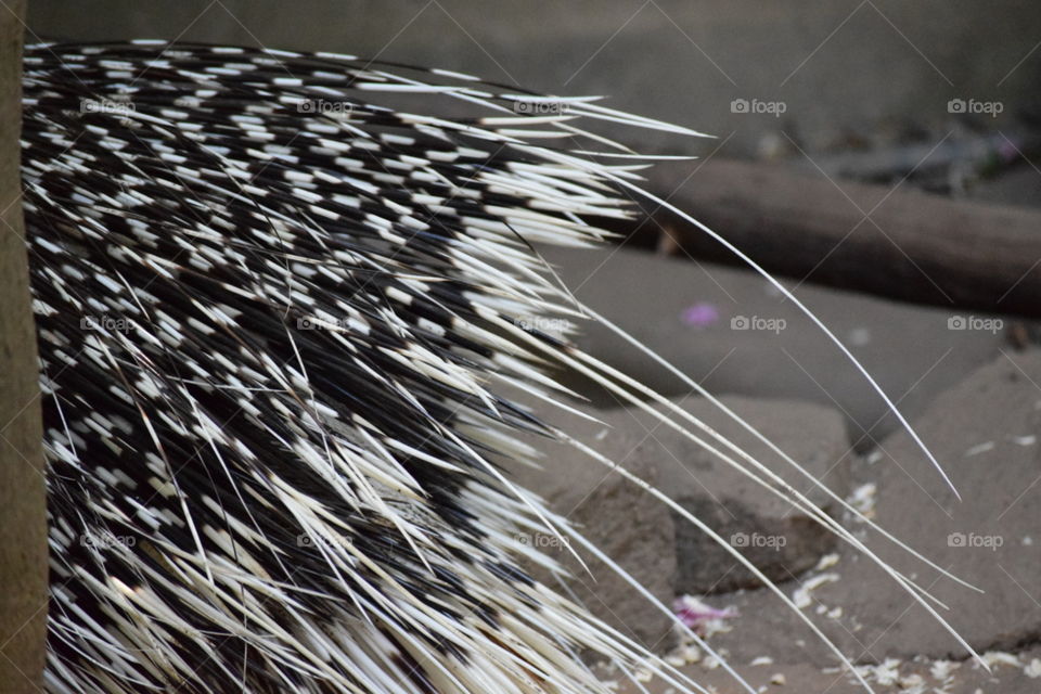 Porcupine Quills