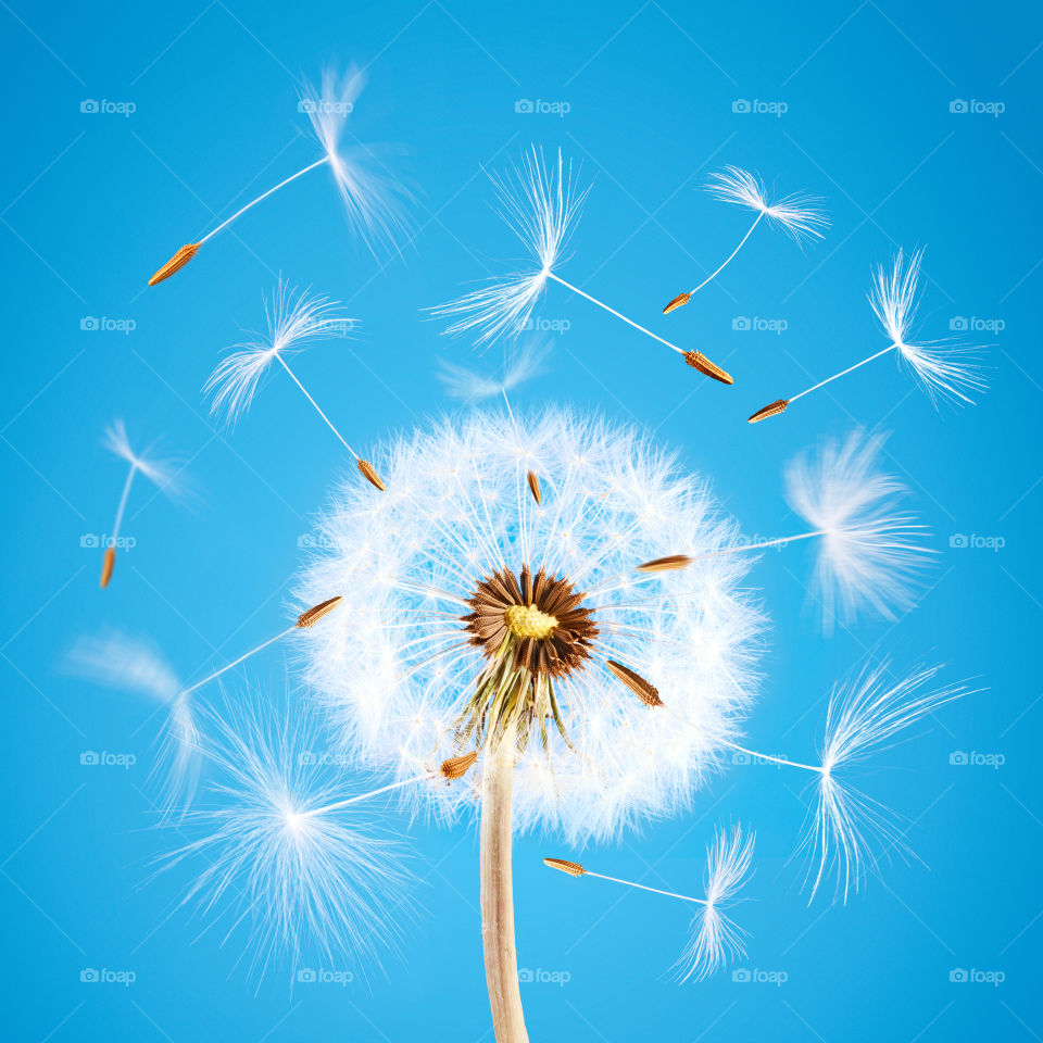 Dandelion seeds flying away. Overblown dandelion with seeds flying away with the wind