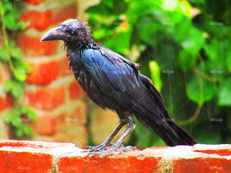 beautiful black Indian jungle crow or Corvus culminatus