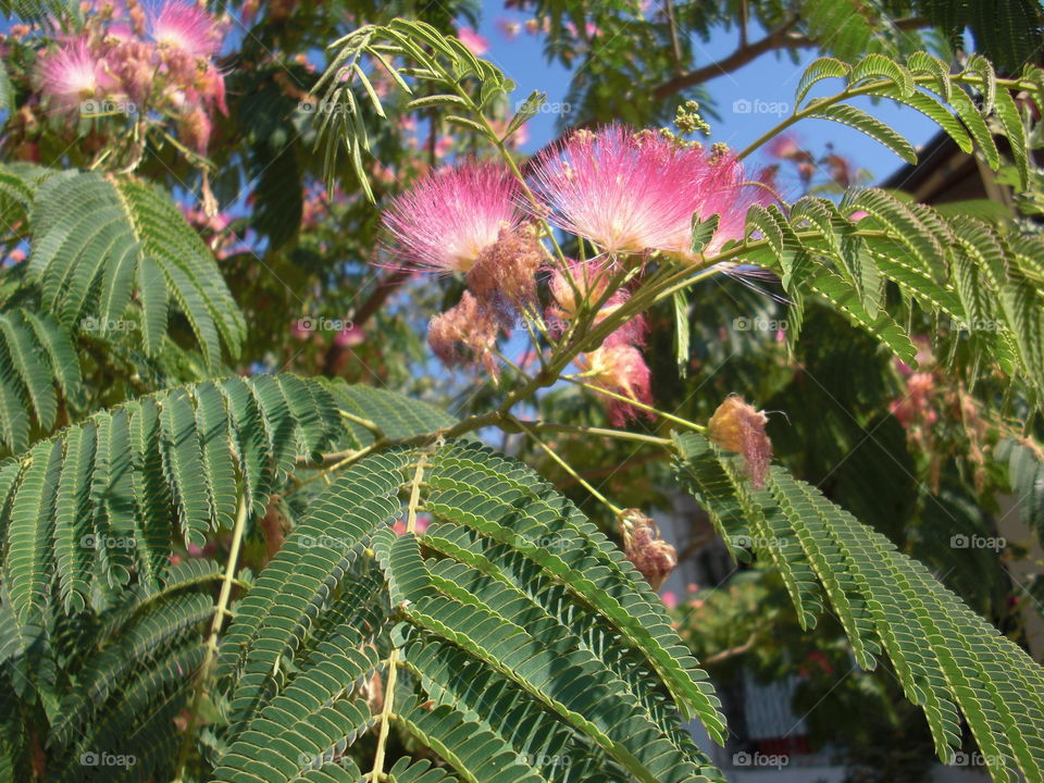 Pink flowering Bush