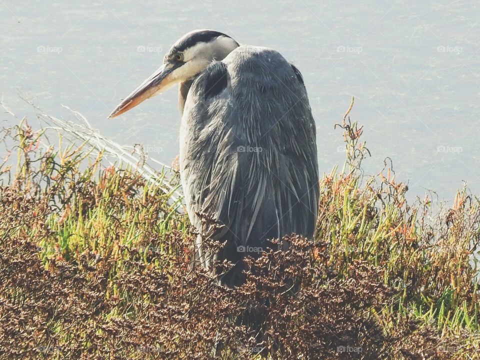 Grey Heron