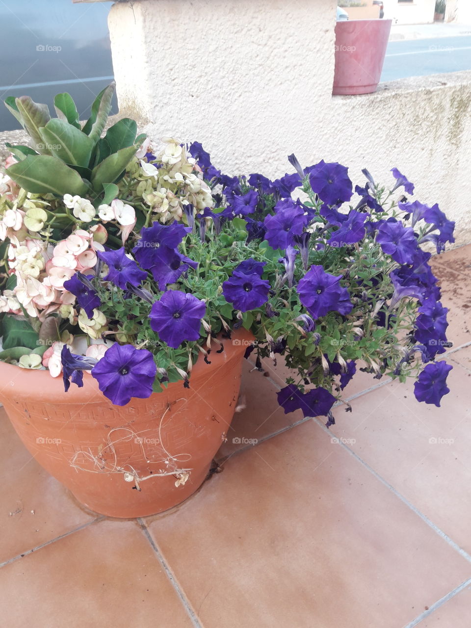 a one pot with beautiful purple flower